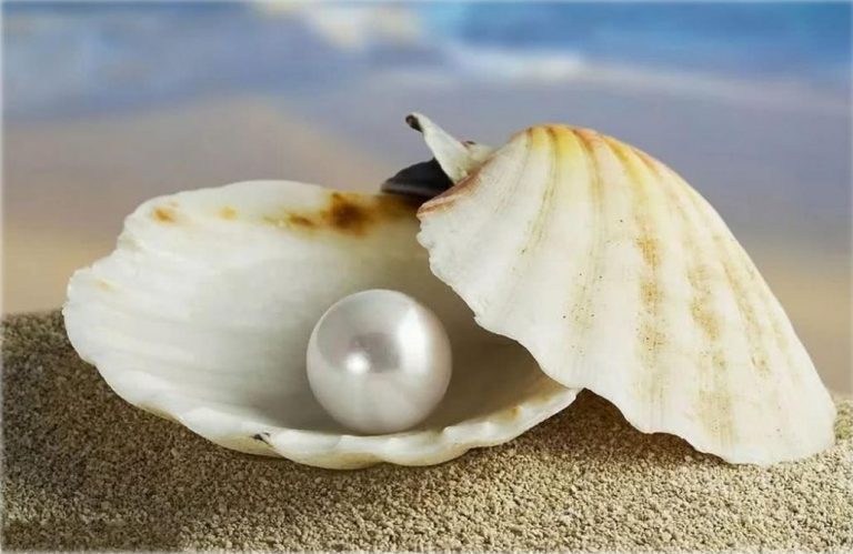 你所不知道的珍珠知識